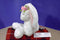 Gund Dahlia White Bunny Rabbit Beanbag Plush with Pink Flowers
