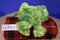 Ganz Webkinz Green Tie Dye Frog HM162 Beanbag Plush (Sealed Code) B125
