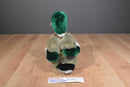 Yang Jee Gander Gang Mallard Duck Plush