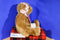 Vermont Teddy Bear Love Alert Brown Bear Plush