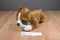 Ganz Classics Boxer Beanbag Plush