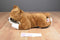 Ganz Classics Boxer Beanbag Plush