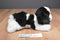 Aurora Flopsies King Charles Cavalier Spaniel 2017 Beanbag Plush