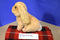 Aurora Miyoni Tan Lop Bunny Rabbit Plush