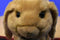 Aurora Miyoni Tan Lop Bunny Rabbit Plush