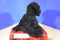 Galerie Cuddle Buddies Black Puppy Dog 2011 Plush