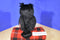 Ty Classic Fogs Black and Orange Owl 2008 Beanbag Plush