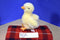 Aurora Flopsies Yellow Duckling Duck Plush