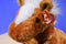 Ty Beanie Buddy Trotter Brown and White Horse Pony 2001 Beanbag Plush