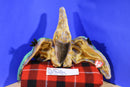 Ty Beanie Buddy Swoop Pterodactyl 2000 Beanbag Plush