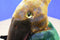 Ty Beanie Buddy Swoop Pterodactyl 2000 Beanbag Plush