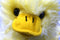 Wishpets Mr. Fluff Yellow Duck 1999 Plush