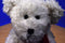 Boyd's Bears Winter Mintly Peppermint 2003 Beanbag Plush