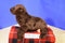 Wild Republic Sea Lion 2017 Beanbag Plush