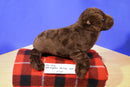 Wild Republic Sea Lion 2017 Beanbag Plush
