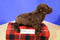 Wild Republic Sea Lion 2017 Beanbag Plush