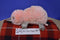 Ty Beanie Boos Pink Platypus Wilma 2018 Beanbag Plush
