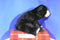 Wild Republic Black Bear 2012 Beanbag Plush