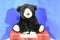 Wild Republic Black Bear 2012 Beanbag Plush