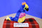 Ty Beanie Boos Wynnie the Macaw Parrot 2017 Beanbag Plush