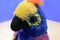 Ty Beanie Boos Wynnie the Macaw Parrot 2017 Beanbag Plush