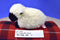 Ty Beanie Babies Woolly the White Black Faced Sheep 1995 Beanbag Plush