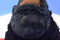 Ganz Webkinz Silverback Gorilla HM335 Beanbag Plush (Sealed Code)