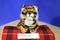 Pier 1 Imports Tiger Plush