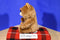 Jazwares Fiesty Pets Sir Growls A Lot Teddy Bear 2015 Plush