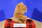 Jazwares Fiesty Pets Sir Growls A Lot Teddy Bear 2015 Plush