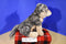 Wild Republic Cuddlekins Wolf 2013 Beanbag Plush