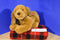 Tb Trading Brown Cocker Spaniel Dog Plush