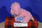 GANZ Webkinz Pink Poodle HM107 Beanbag Plush (Sealed Code)