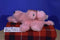 GANZ Webkinz Pink Poodle HM107 Beanbag Plush (Sealed Code)