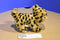 Sea World Busch Gardens Cheetah Cub Beanbag Plush