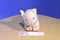 Aurora Miyoni Pink Piglet Beanbag Plush