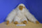 Fiesta America Wego Fuzzy Freddy Monkey 1991 Plush