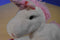 Best Made White Pink Unicorn 2015 Plush