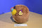 Ty Beanie Ballz Charlie Mandrill 2012 Beanbag Plush