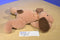 Ty Pillow Pals Woof the Brown Dog 1994 Plush