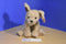 Ty Classic Taffy Terrier Puppy 1997 Beanbag Plush