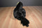 Manhattan Black, Yellow and Blue Toucan Plush