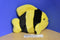 Ty Beanies Buddies Bubbles Black and Yellow Angel Fish Beanbag Plush