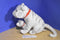 Ringling Bros. White tiger and Cub Plush