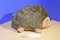 Outward Hound Squeaking Hedgehog Dog Toy