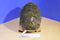 Outward Hound Squeaking Hedgehog Dog Toy