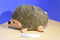 Outward Hound Squeaking Hedgehog Dog Toy