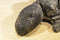 Russ Dimitri the Dimetrodan Dinosaur Beanbag plush