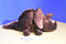 Russ Tyrone the Triceratops Dinosaur Beanbag Plush