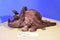 Russ Tyrone the Triceratops Dinosaur Beanbag Plush